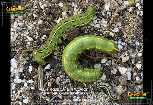 Thumbnail image #6 of the White-lined Sphinx Moth Caterpillar