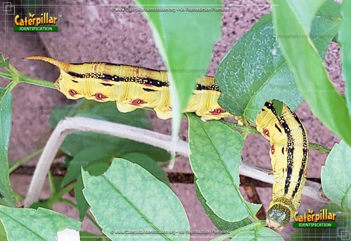 Thumbnail image #2 of the White-lined Sphinx Moth Caterpillar