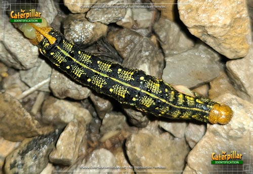 Thumbnail image of the White-lined Sphinx Moth Caterpillar