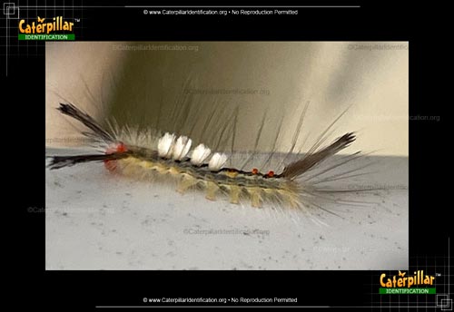 Thumbnail image #3 of the White-marked Tussock Moth Caterpillar