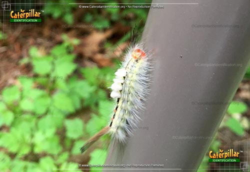 Thumbnail image #5 of the White-marked Tussock Moth Caterpillar