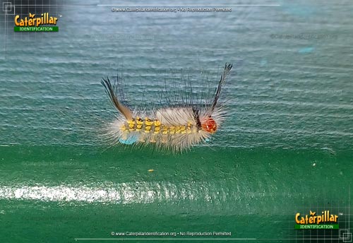 Thumbnail image of the White-marked Tussock Moth Caterpillar