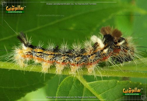 Thumbnail image of the Yellow-haired Dagger Moth Caterpillar