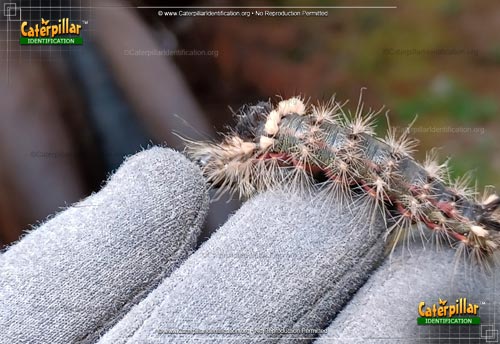 Thumbnail image #3 of the Yellow-haired Dagger Moth Caterpillar