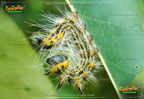 Thumbnail image #2 of the Yellow-necked Caterpillar