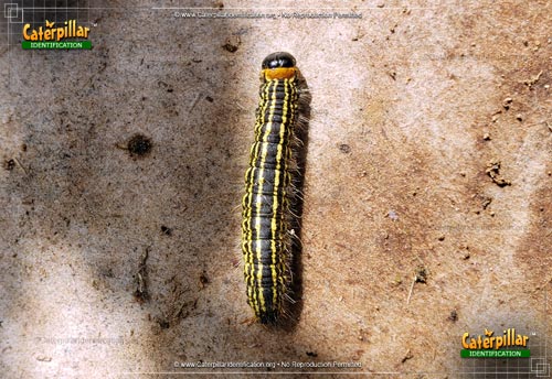 Thumbnail image #3 of the Yellow-necked Caterpillar