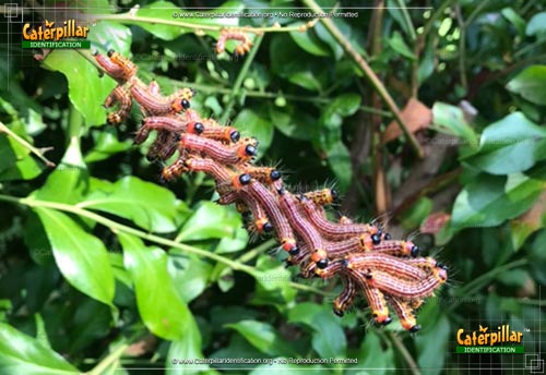 Thumbnail image #5 of the Yellow-necked Caterpillar
