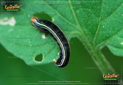 Thumbnail image #6 of the Yellow-striped Armyworm