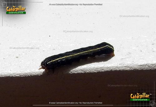 Thumbnail image #4 of the Yellow-striped Armyworm