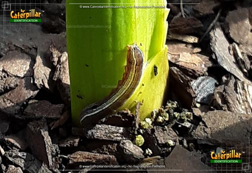 Thumbnail image #5 of the Yellow-striped Armyworm