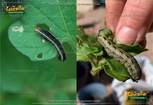 Thumbnail image of the Yellow-striped Armyworm