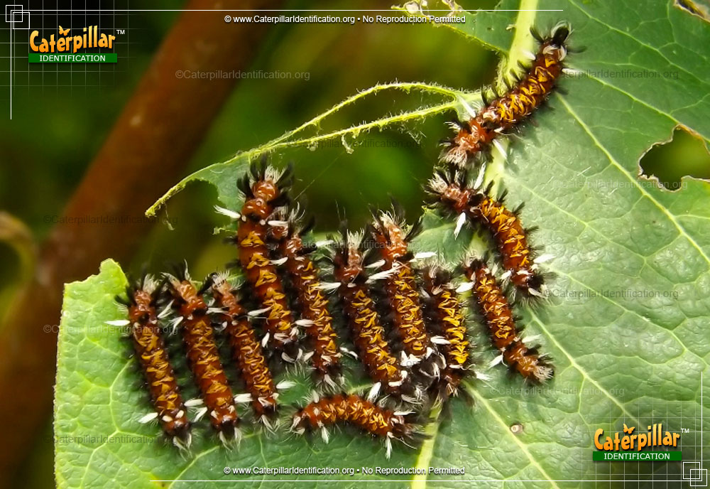 Full-sized image #2 of the Milkweed Tussock Moth Caterpillar