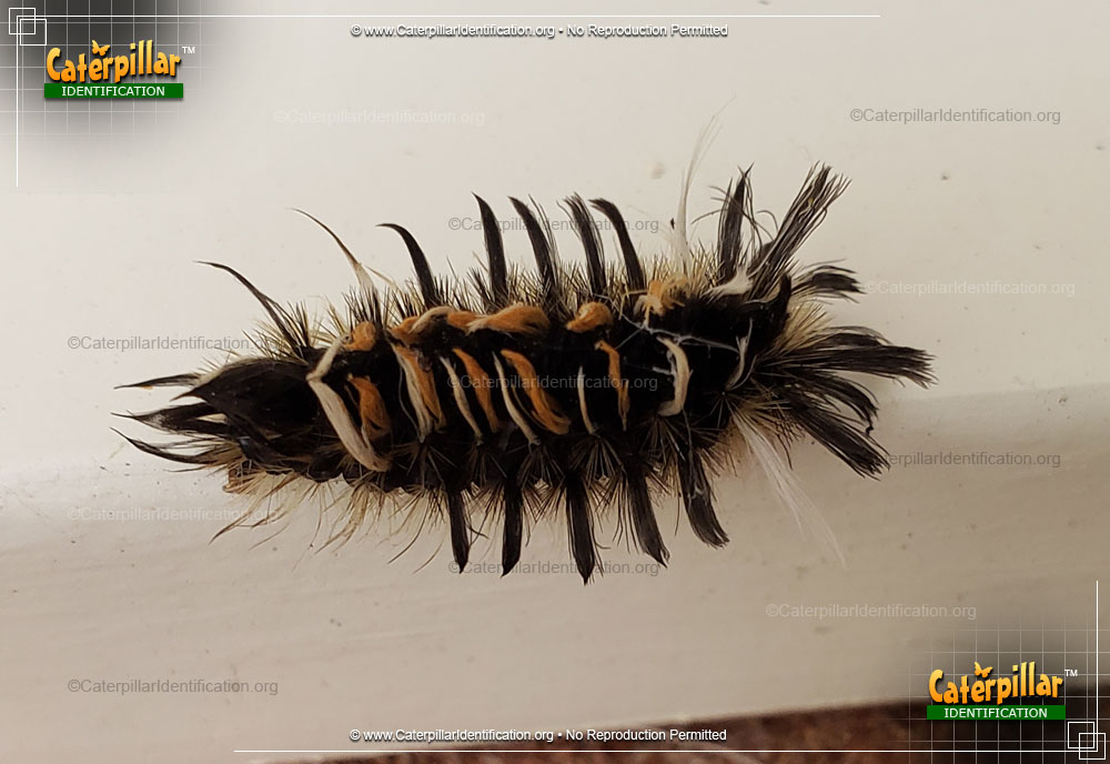 Full-sized image #3 of the Milkweed Tussock Moth Caterpillar