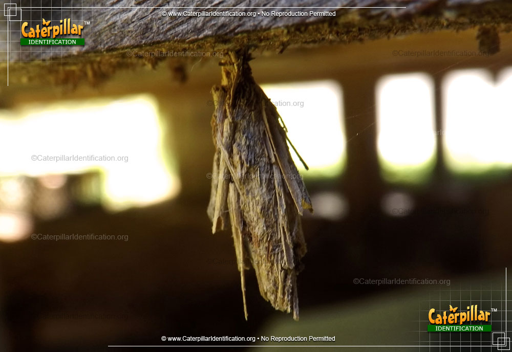 Full-sized image #3 of the Mini Bagworm