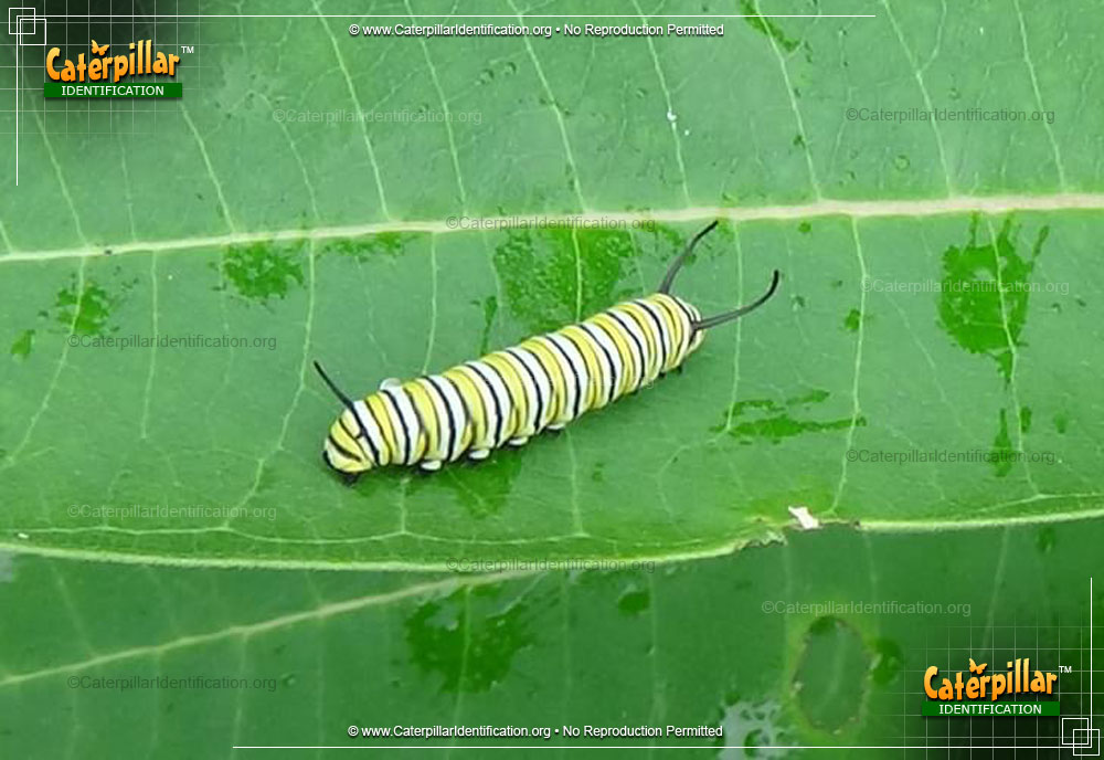 Full-sized image of the Monarch Butterfly Caterpillar