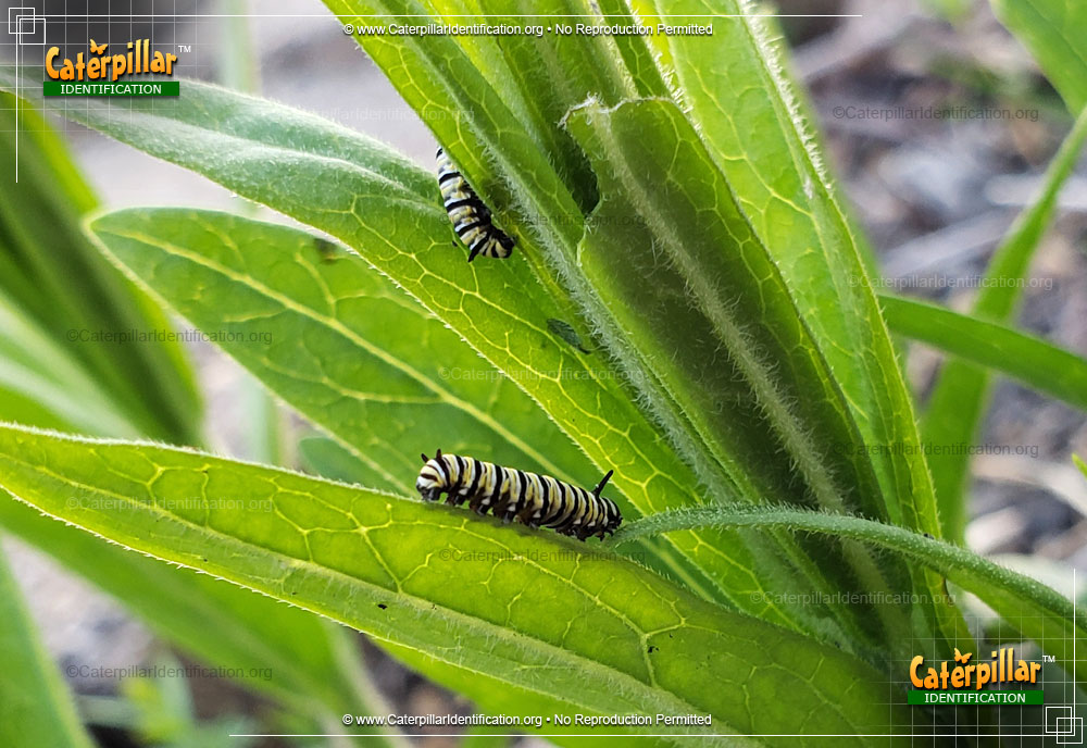 Full-sized image #5 of the Monarch Butterfly Caterpillar