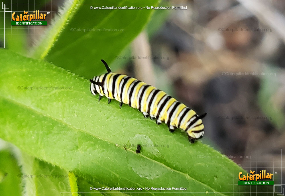 Full-sized image #4 of the Monarch Butterfly Caterpillar