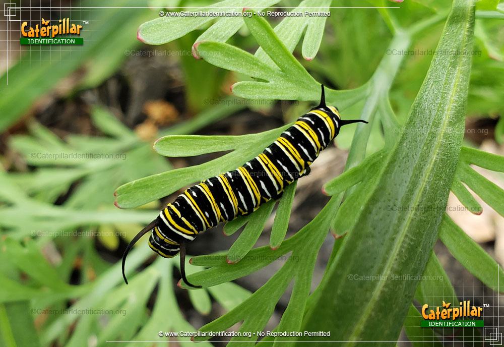 Full-sized image #6 of the Monarch Butterfly Caterpillar