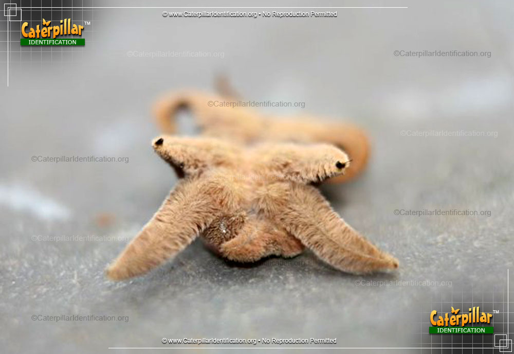 Full-sized image #2 of the Monkey Slug Caterpillar