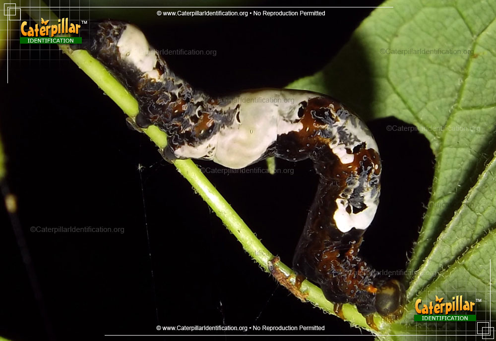Full-sized image of the Moonseed Moth Caterpillar