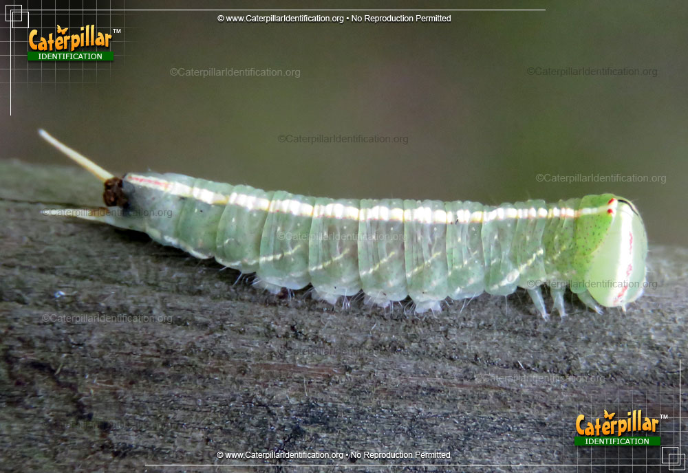 Full-sized image of the Mottled Prominent Moth Caterpillar