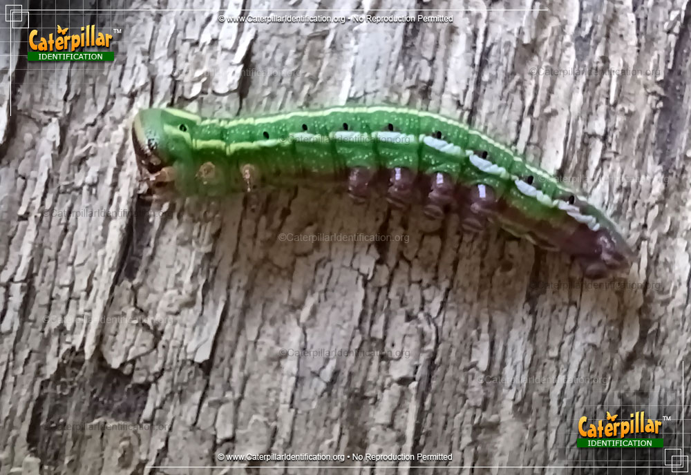Full-sized image #2 of the Northern Pine Sphinx Moth Caterpillar