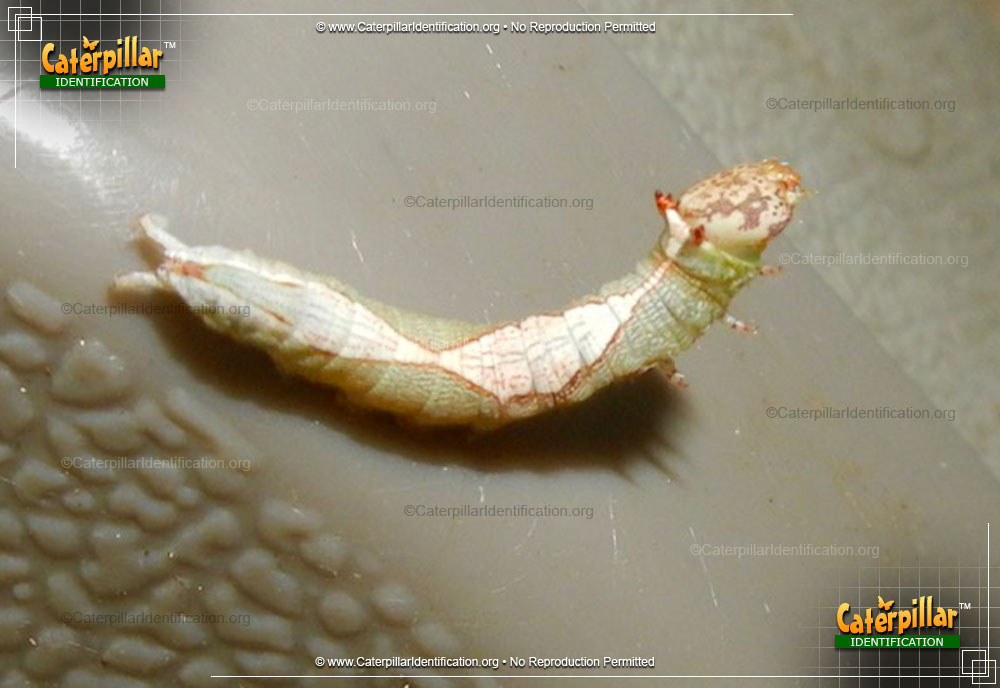 Full-sized image #3 of the Oblique Heterocampa Moth Caterpillar