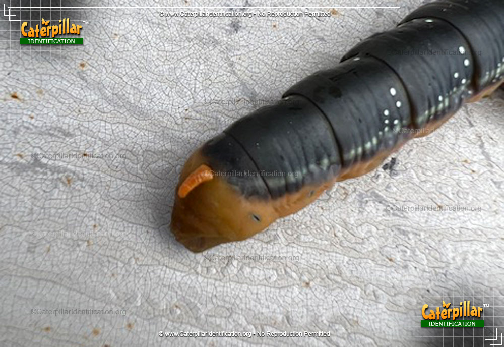 Full-sized image #3 of the Oleander Hawk Moth Caterpillar