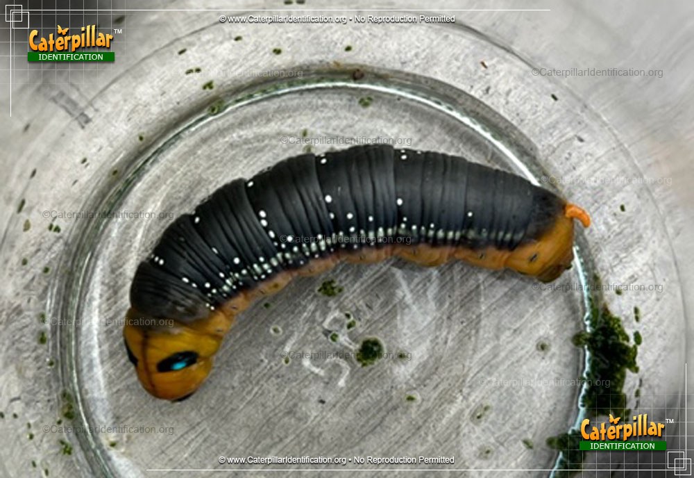 Full-sized image #4 of the Oleander Hawk Moth Caterpillar