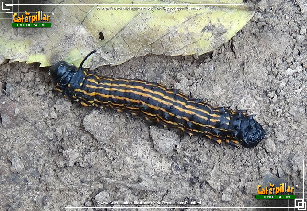 Full-sized image of the Orange-tipped Oakworm Moth Caterpillar