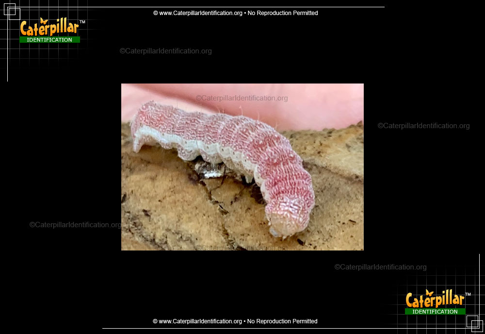 Full-sized image of the Owlet Moth Caterpillar