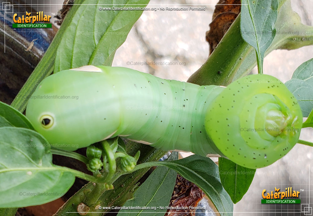Full-sized image #4 of the Pandorus Sphinx Moth Caterpillar