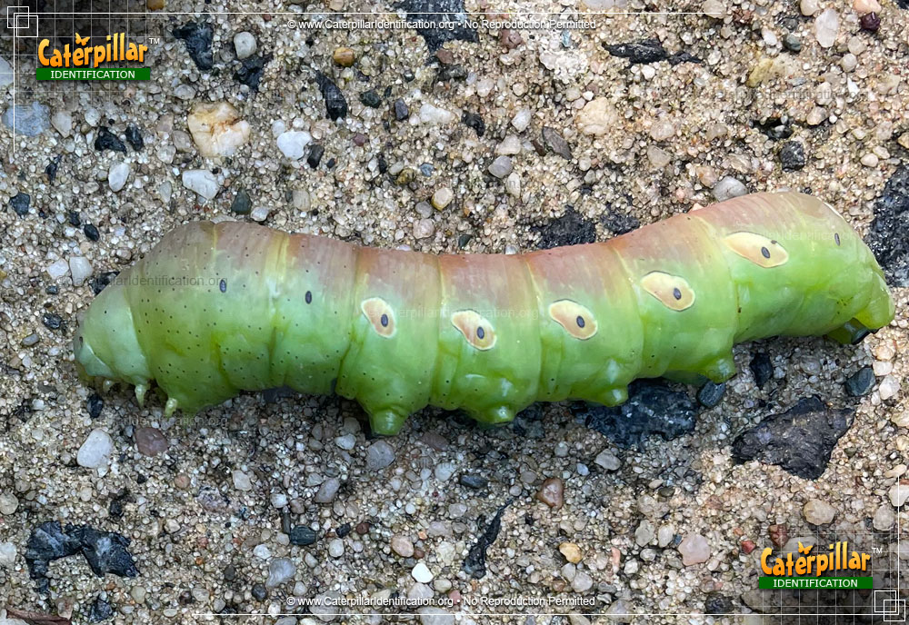 Full-sized image #2 of the Pandorus Sphinx Moth Caterpillar