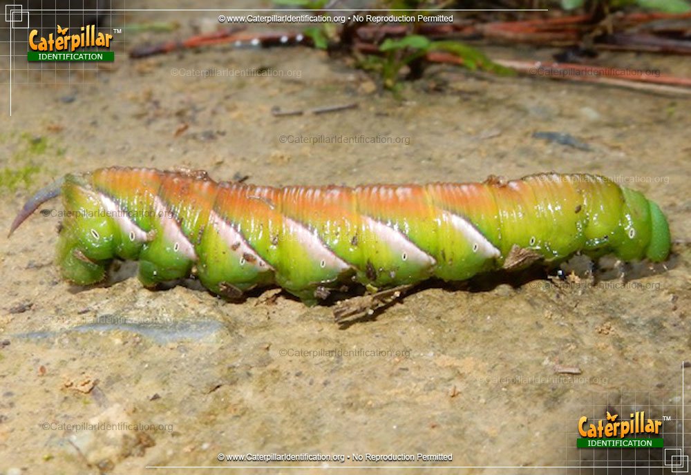 Full-sized image of the Paw Paw Sphinx Moth Caterpillar