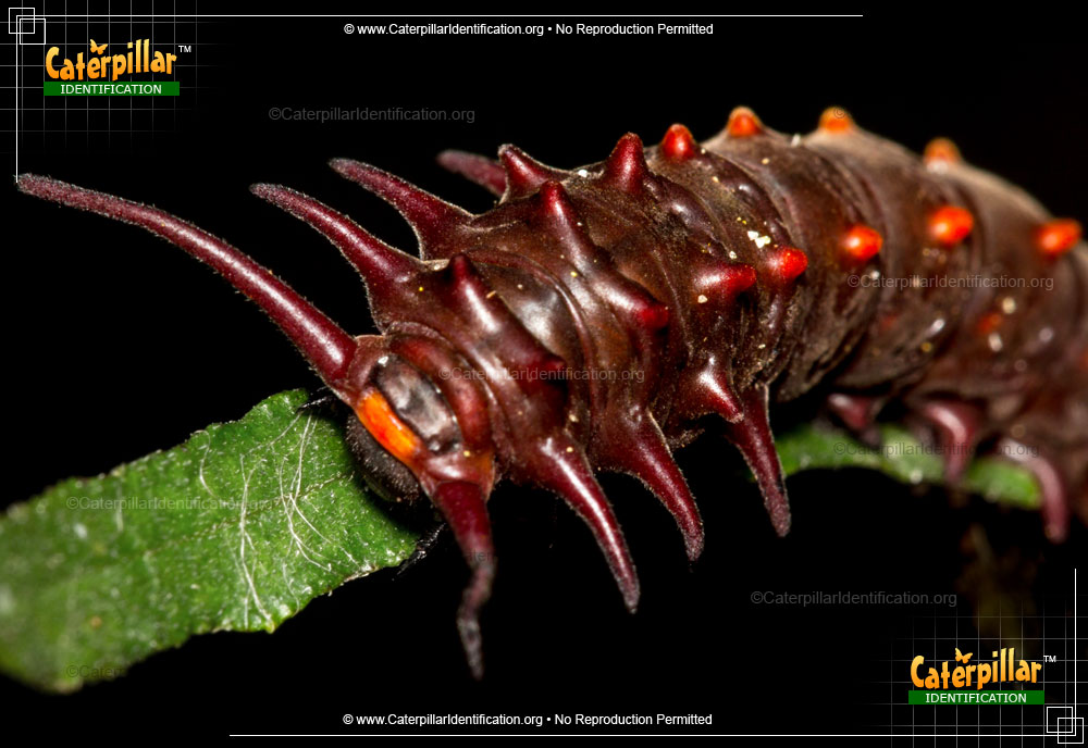 Full-sized image of the Pipevine Swallowtail Butterfly Caterpillar