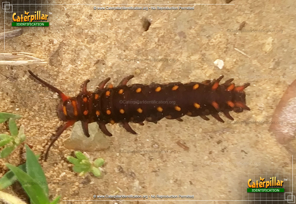 Full-sized image #3 of the Pipevine Swallowtail Butterfly Caterpillar