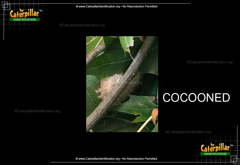 Full-sized image #3 of the Polyphemus Moth Caterpillar