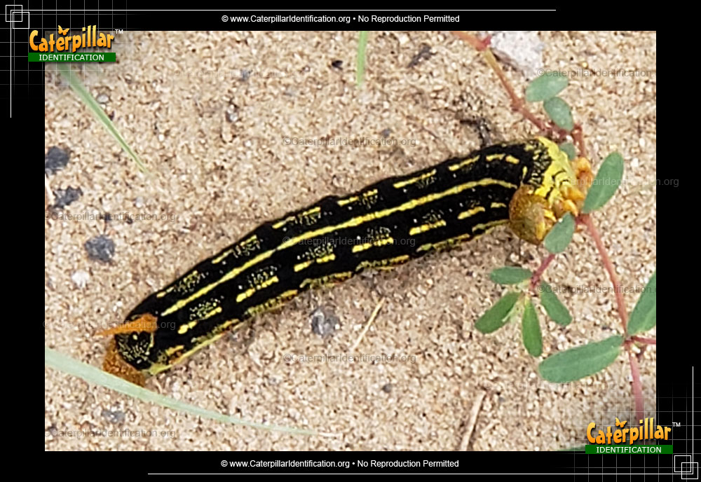 Full-sized image #3 of the Purslane Caterpillar