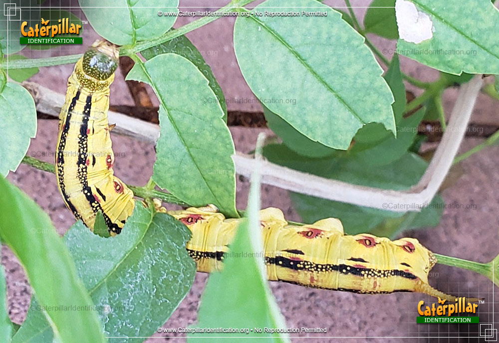 Full-sized image of the Purslane Caterpillar