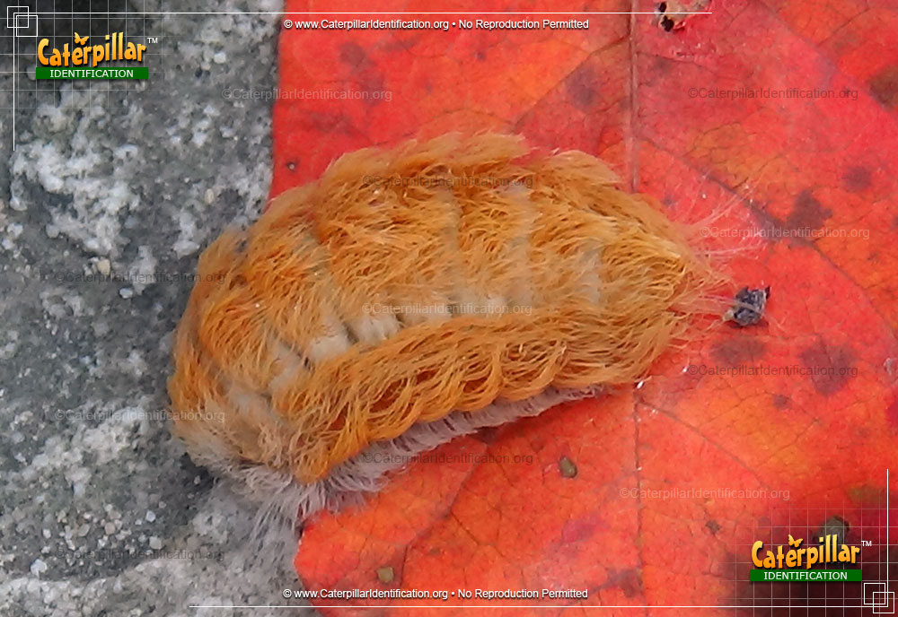 Full-sized image of the Puss Caterpillar