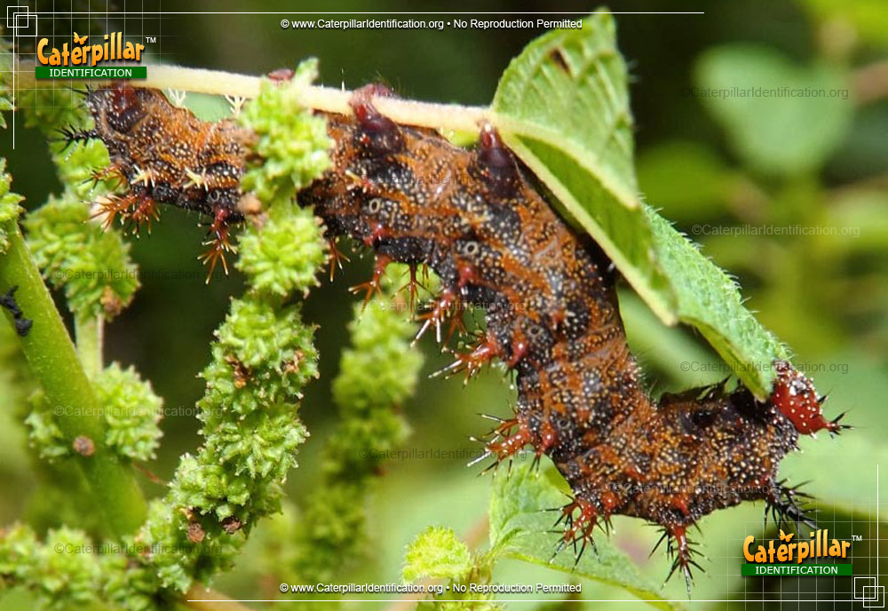 Full-sized image #4 of the Question Mark Caterpillar