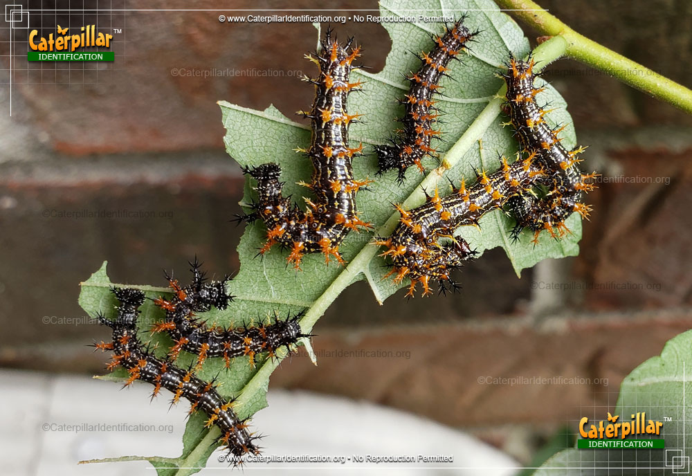 Full-sized image of the Question Mark Caterpillar