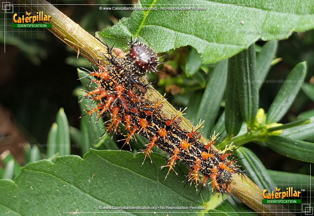 Full-sized image #5 of the Question Mark Caterpillar