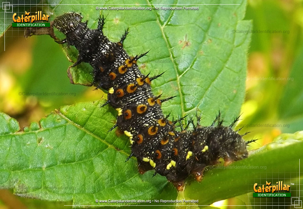 Full-sized image of the Red Admiral Butterfly Caterpillar