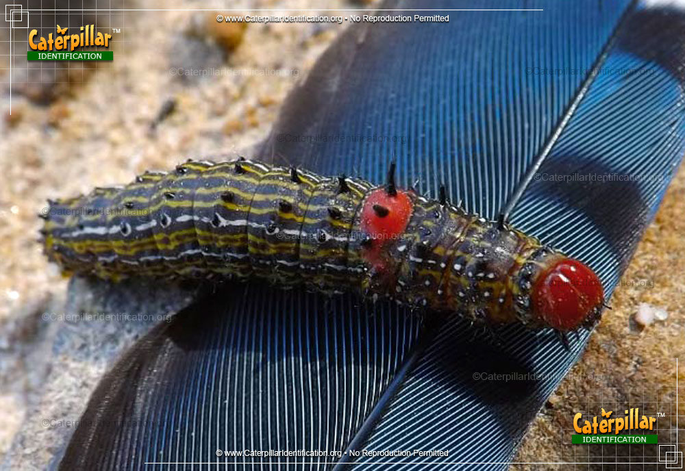 Full-sized image of the Red-humped Caterpillar