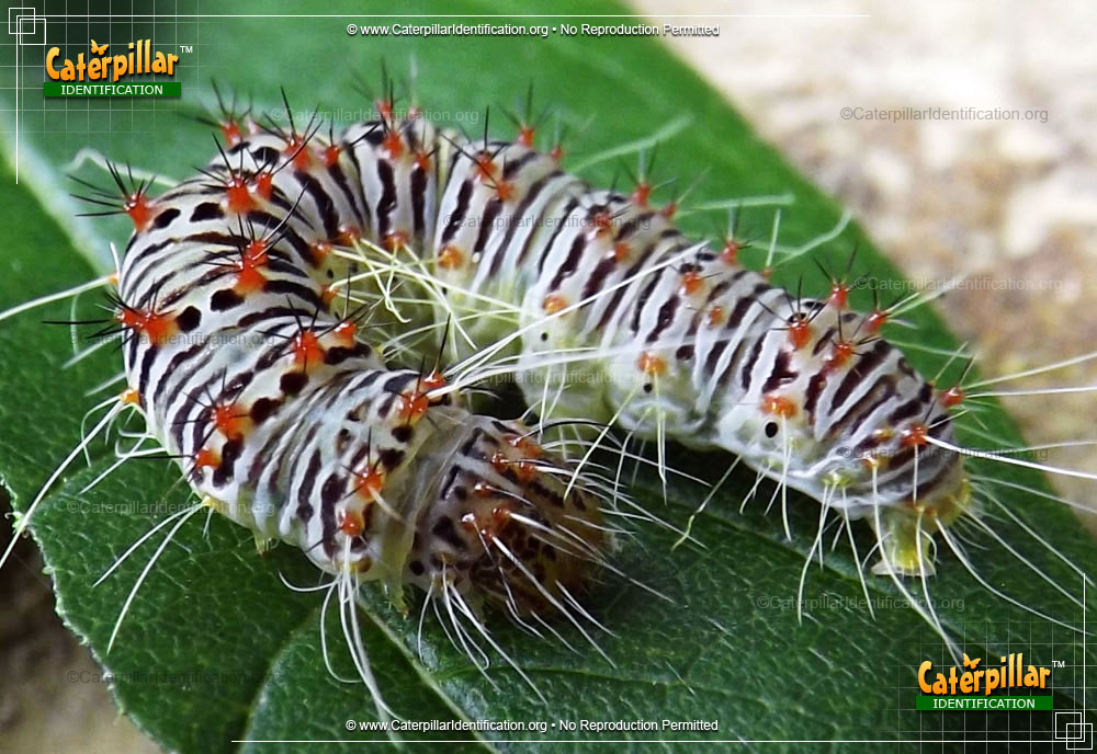 Full-sized image of the Retarded Dagger Moth Caterpillar