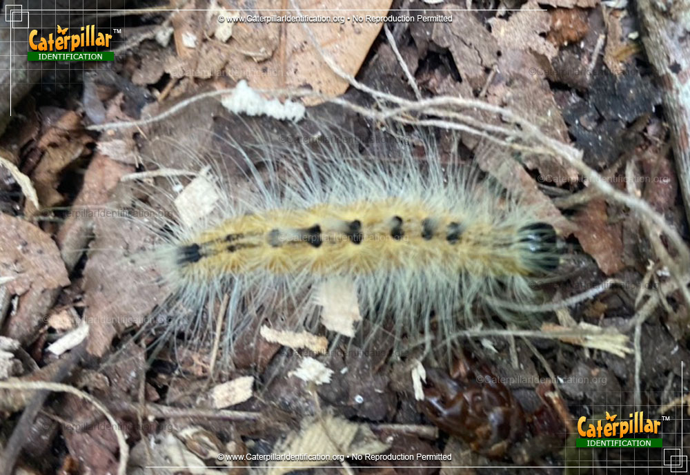 Full-sized image #2 of the Ruddy Dagger Moth Caterpillar