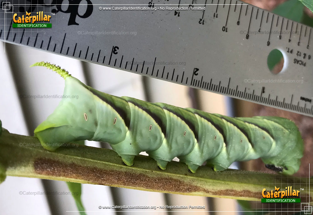 Full-sized image of the Rustic Sphinx Moth Caterpillar