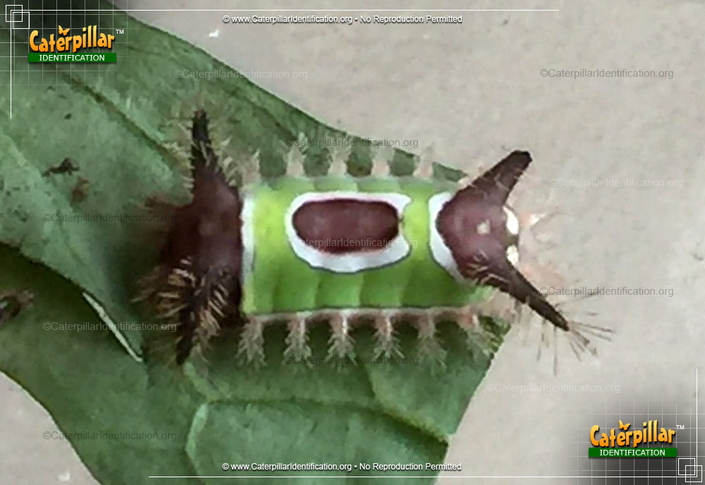 Full-sized image #2 of the Saddleback Caterpillar