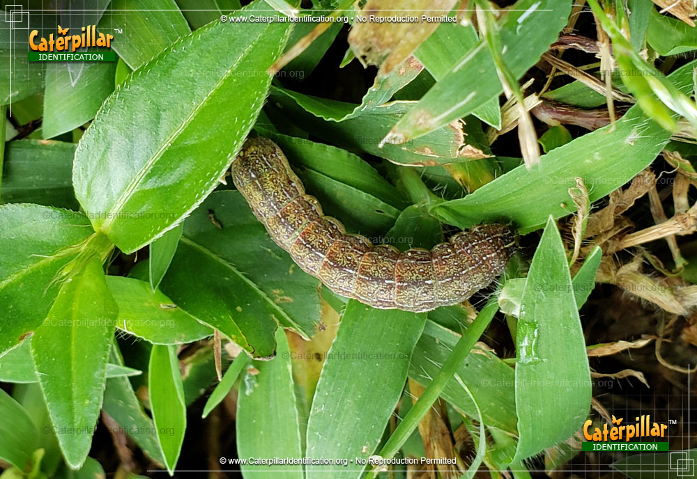 Full-sized image of the Scalloped Sallow Moth Caterpillar